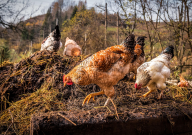 chicken manure