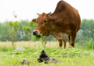cow dung