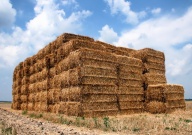 hay