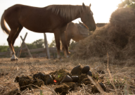 horse manure