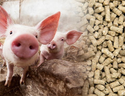 pig feed production line