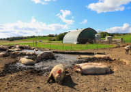 pig manure
