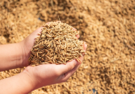 rice husk