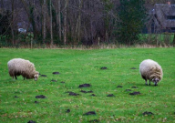 sheep dung