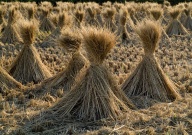 wheat straw