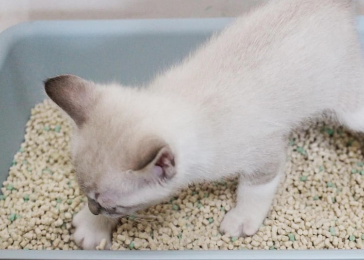 Bentonite cat litter production line