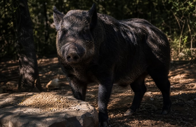 Black pig
