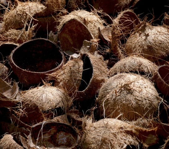 Coconut shell