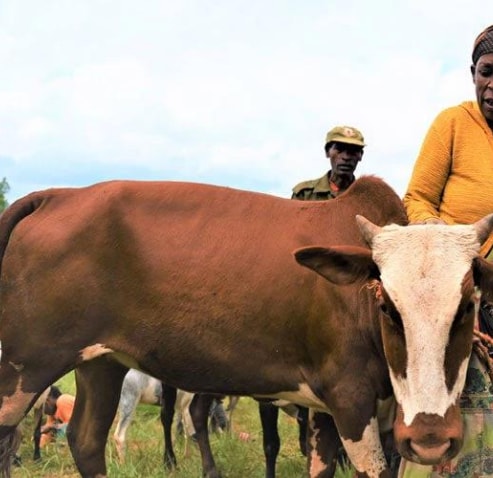 Demand for commercial feed continues to grow in Ethiopia