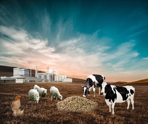 Feed Industry