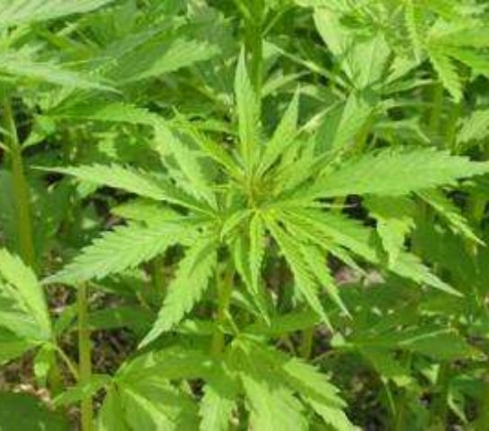 Hemp