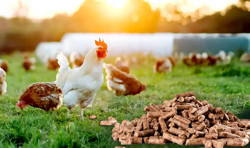 Italian pellet mill chicken feed