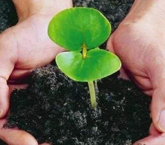 Organic fertilizer raw materials
