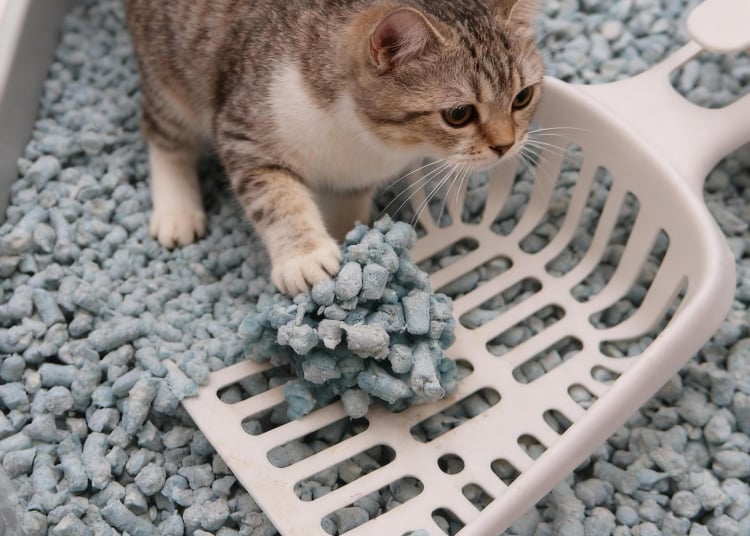 Paper cat litter production line