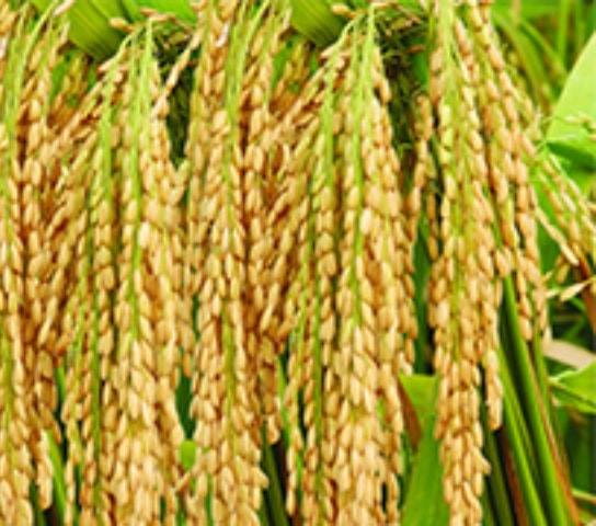 Rice husk