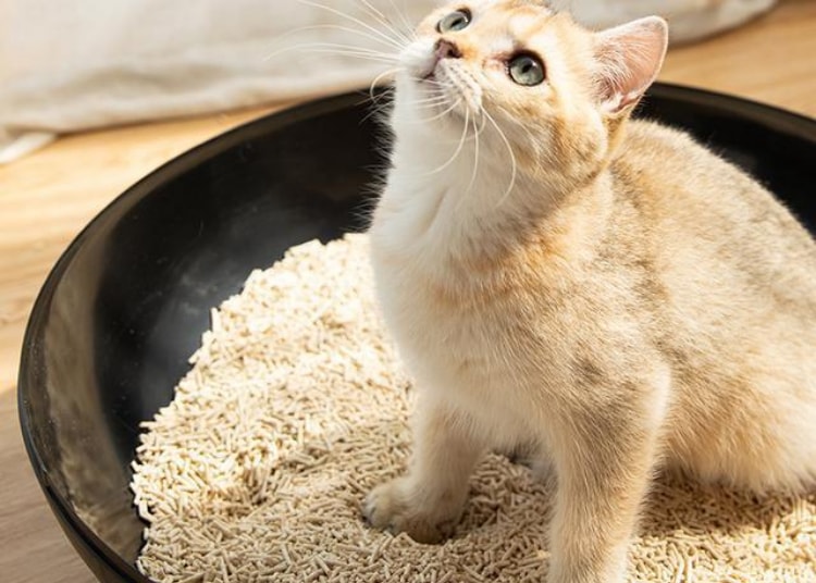 Tofu cat litter production plant