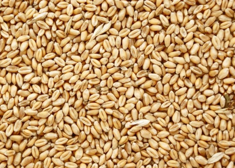 Wheat as a raw material for pig feed
