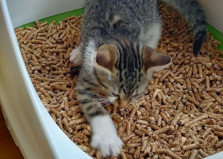 Wood pellet Cat Litter Processing Line