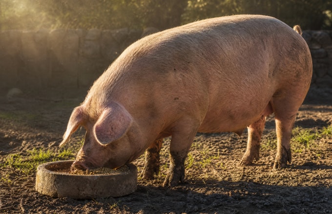 fattening pigs