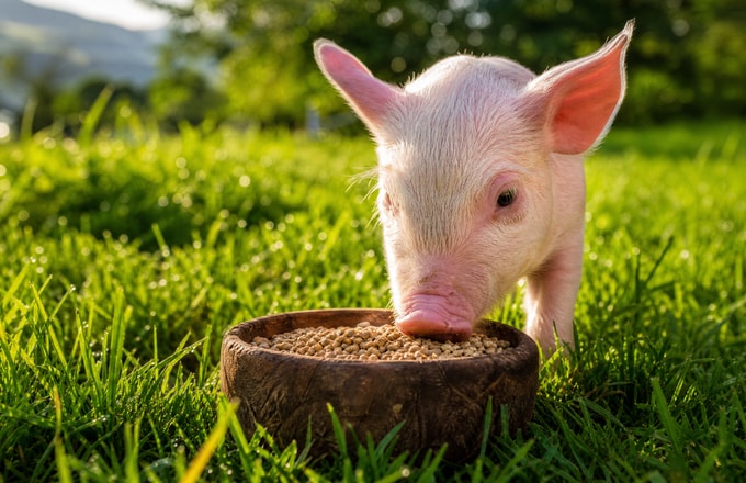piggy