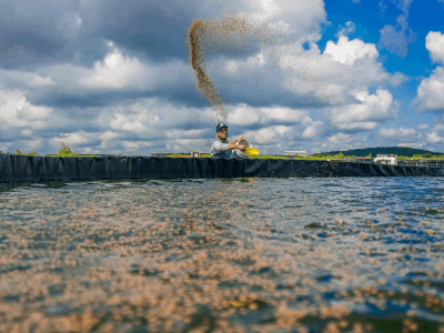 Aquaculture farm