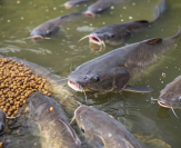 Pesce gatto