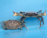 Crab