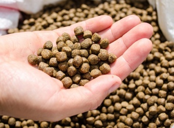 Fish feed pellet