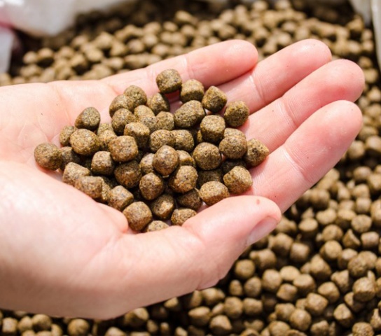 Fish feed pellets