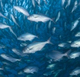 Fish feed plant