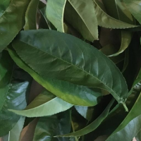 Fruit Tree Leaves