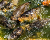 Carpa erbivora