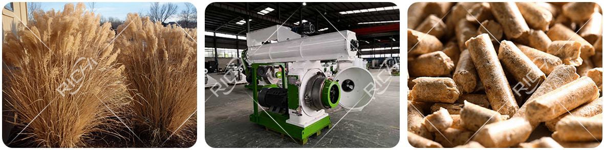 Miscanthus granule production process