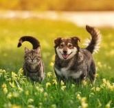 Pet food plant