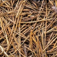 Pine Needles