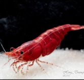 Shrimp feed mill
