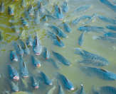Tilapia