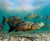 carp