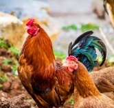 Poultry feed mill