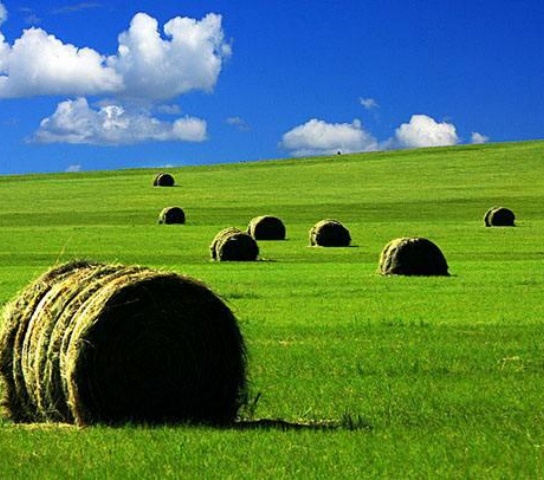 fresh hay