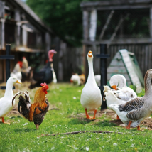 poultry