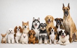 All-Life-Stage Dog Food