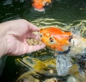 Aquatic feed pellets