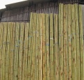 Bambu