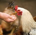 Chicken feed pellets