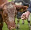 Livestock feed pellets