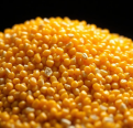 Small corn