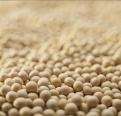Small-sized image of soybean meal