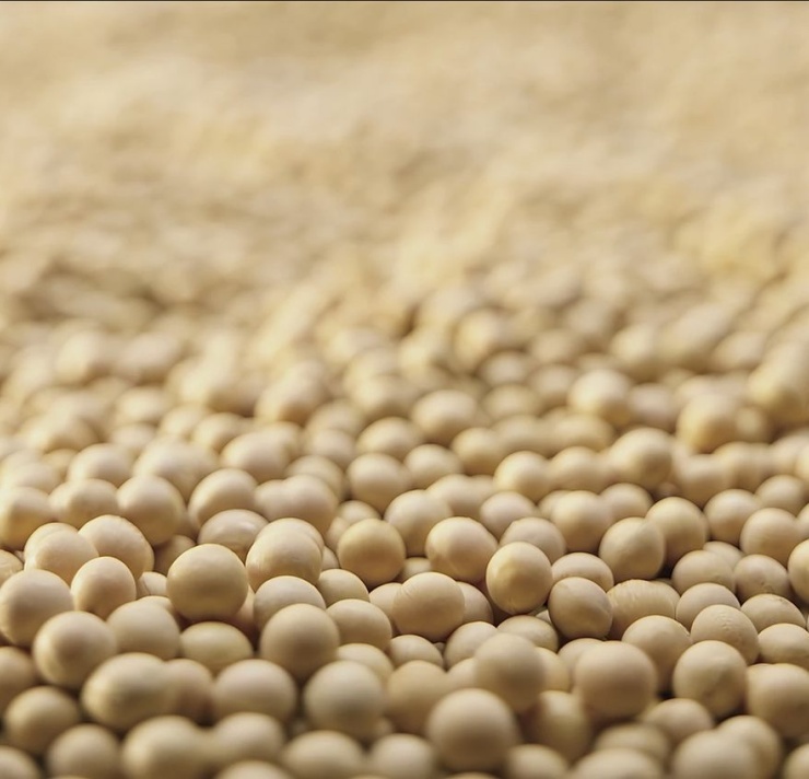 Soybean meal