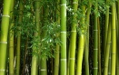 bambu